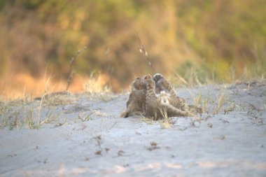 Çöldeki şirin bir aslanın yakın plan fotoğrafı.