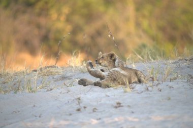 baby lion with cub in nature