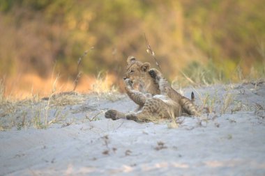 young male lion playing with the sand