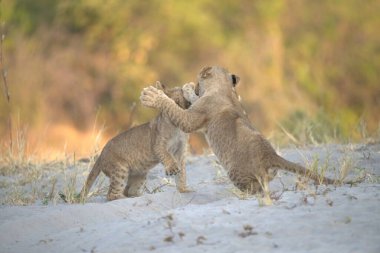 wild cats, african savannah, africa