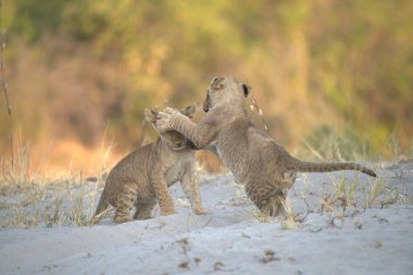 two wild cats fighting in a desert