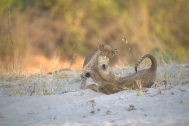 lion cubs playing on the ground in the kruger park, south africa