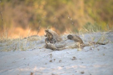 Kumdaki sevimli yavru aslan.