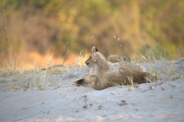 Çöldeki şirin bir aslanın güzel bir fotoğrafı.
