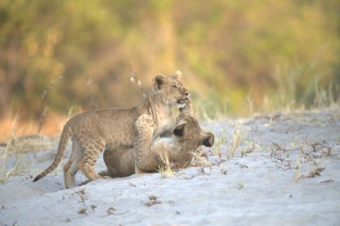 young female wild lions