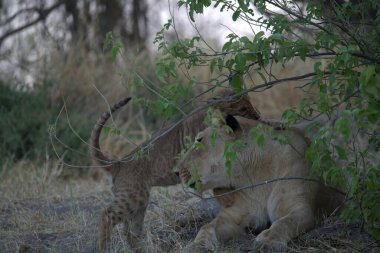 Kenya bozkırında genç bir aslan