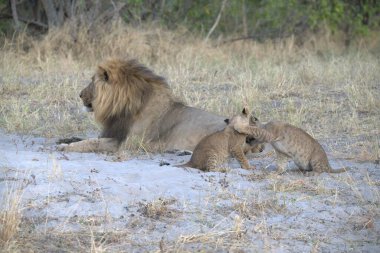 lions at the kruger park in south africa