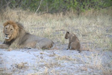 Afrika aslanı (panthera leo )