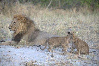 lions on the savannah, kenya
