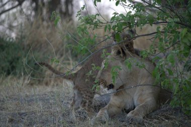 Afrika 'nın güneyindeki Kruger Ulusal Parkı' nda vahşi bir aslan.