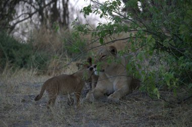 Afrika Kruger Ulusal Parkı 'ndaki aslanlar.