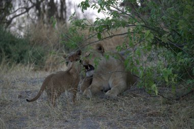 lion cubs walking in the bush
