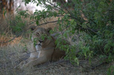 Afrika, Kenya ulusal parkında dişi aslan.