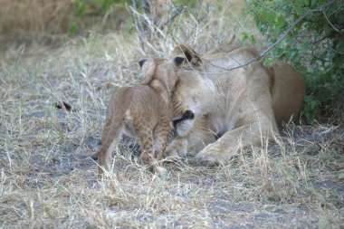 Kenya savanındaki aslanlar