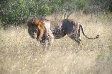 Aslan Kenya Milli Parkı