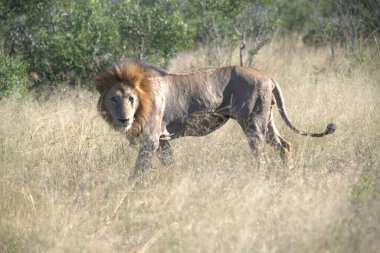 Afrika 'nın bozkırındaki aslan
