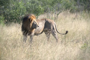 Aslan (panthera leo) çimenlerde yürüyor