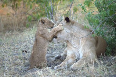 Savanada annesi olan bir aslan yavrusu.