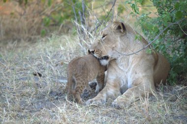 aslan yavrusu ve yavrusu