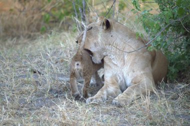 Aslan yavrusu doğada
