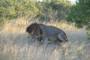 Güney Afrika savanındaki aslan.