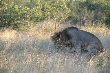 Afrika 'nın bozkırındaki aslan