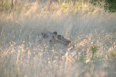 Kenya savanasının doğasında vahşi hayvanlar