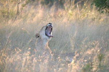 Vahşi bir dişi aslan.