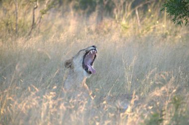 Masai Mara Ulusal Parkı, Kenya, Afrika 'da bir kadın çita.
