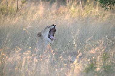 Vahşi aslanın vahşi doğasında