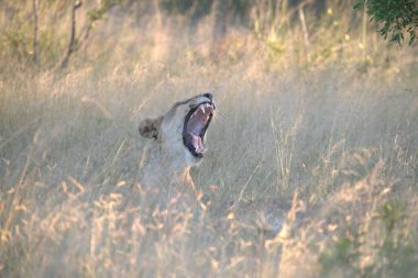 Savanadaki çita, Kenya
