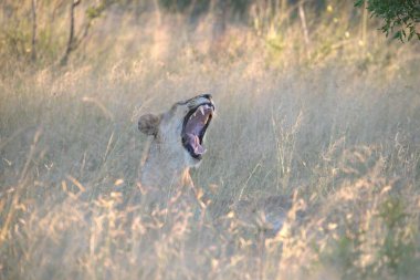 Zimbabwe savanındaki aslan.