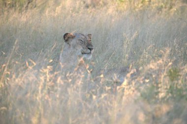 Savannah, Kenya, Afrika 'da dişi aslan (panthera leo)