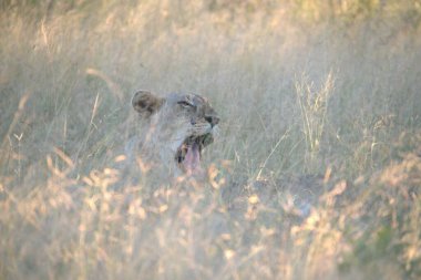 Kenya savanındaki aslan