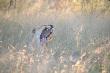 Vahşi doğada dişi aslan.
