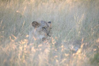 Kenya Afrika 'daki Masai Mara Çitası