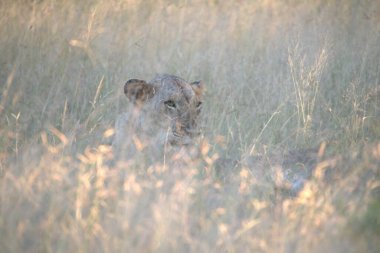 Kenya savanındaki aslan