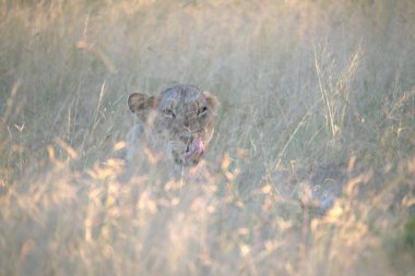 Aslan (panthera leo) ulusal parktaki çimlerde akşam vakti