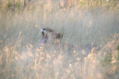 Ormandaki vahşi bir kuşun güzel manzarası