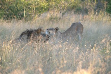 Güney Afrika aslanı