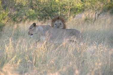 Afrika 'nın bozkırındaki aslan