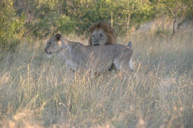 Güney Afrika 'daki Kruger Ulusal Parkı' nda aslan var.