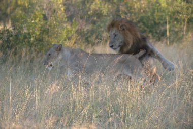 Kenya savanındaki aslan