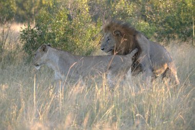 Kenya savanındaki aslan ve aslan