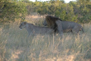Aslan ın kruger national park, Güney Afrika