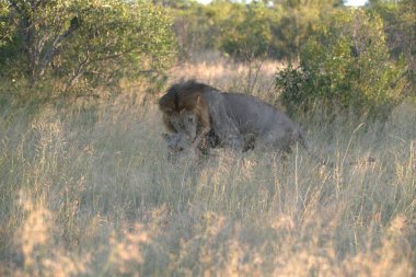 Kenya savanındaki aslan