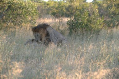 Kenya savanındaki aslan