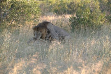 Kenya bozkırında vahşi bir aslan