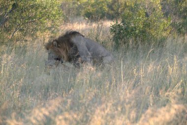 Vahşi Afrika aslanları savanadaki çimlerde