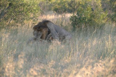 Afrika 'nın bozkırındaki aslan